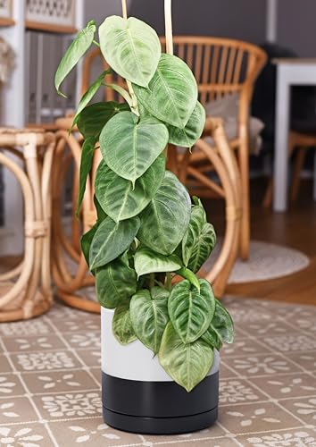 D'vine Dev 10 Inch Ceramic Planter Pot, Black White Two Tone, 94-O-E-L | Modern Cylinder Design, Drainage Hole & Saucer Included, Stable Structure, Elegant Home Accent - color: Layered Monochrome Black & White, size: Large
