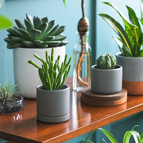 D'vine Dev 4-Pack Ceramic Pots with Saucers, Grey, 3.5 in, 94-X-A-3 | Glazed Ceramic, Drainage Hole and Saucer, Sleek Cylinder Shape, High Temperature Fired, Ideal for Small Houseplants - color: Gray, size: 3.5 Inch