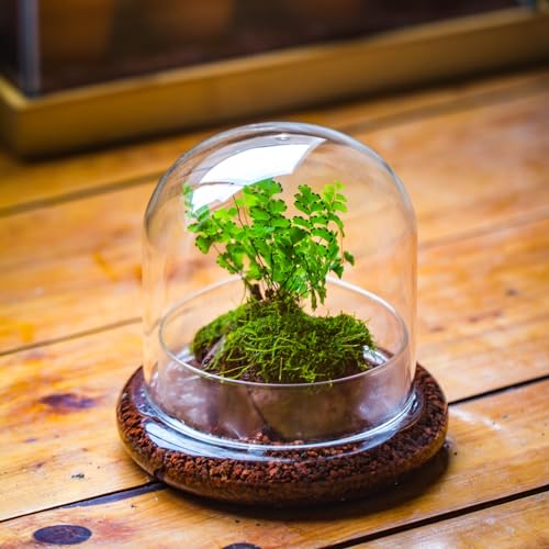 Small Glass Cloche Dome with Base for Mini Carnivorous Plants | 5.9 x 5.9 x 5.7 Inch Clear Glass Cloche Bell Jar - Home Tabletop Display Terrarium, Indoor Decorative (No Plants Included)