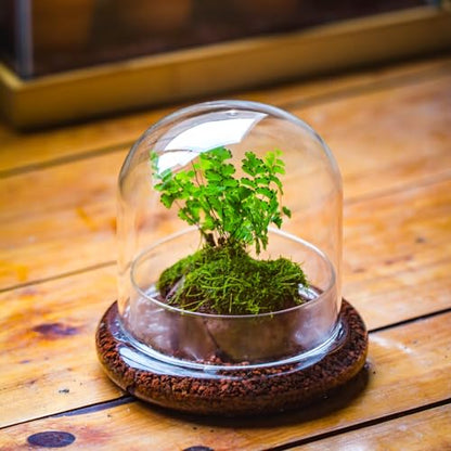 Small Glass Cloche Dome with Base for Mini Carnivorous Plants | 5.9 x 5.9 x 5.7 Inch Clear Glass Cloche Bell Jar - Home Tabletop Display Terrarium, Indoor Decorative (No Plants Included)