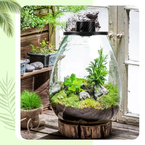 Glass Plant Terrarium Kit with LED Grow Light, Desk Terrarium for Venus Fly Trap, Succulents, Moss & Miniature Garden, Borosilicate Glass Desktop Planter for Home Office(6.9 x 7.8 Inch) - size: 6.9 x 7.8 Inch