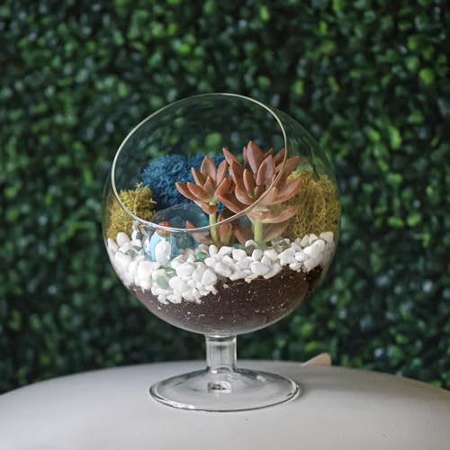 Creations by Nathalie DIY 6" Chalice Terrarium Kit Build Your Own Glass Terrarium for Adults & Teens, DIY Terrarium Kit with Live Moss, Crystals, Soil (Plant Not Included) | DIY chalice glass terrarium kit with moss and tools, including supplies for creat