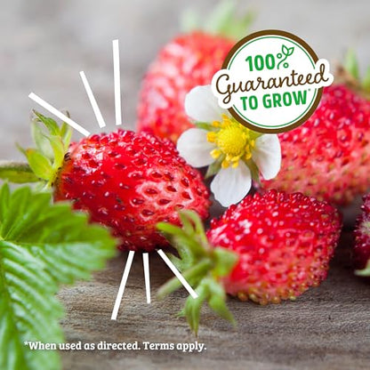 Back to The Roots Organic Strawberry Grow Kit — Grows Year Round, Includes Everything Needed for Planting - style: Strawberry