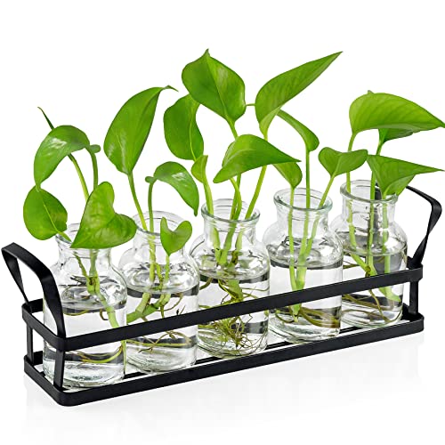 Propagation Stations Indoor Decor Planters Terrarium with Stand,Propogation Planter Glass with 5 Air Plant Terrarium for House Plants Hydroponic Home Garden Office Decoration