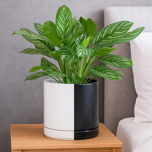 D'vine Dev 8.2 Inch Ceramic Planter Pot, Black White Split, 94-O-D-0 | Modern Cylinder Design, Drainage Hole & Saucer Included, Stable Structure, Elegant Home Accent - color: Split Monochrome Black & White, size: Medium