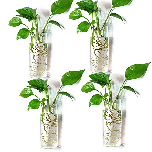 Kingbuy Short Cylinder Wall Planter 4 Pack, Clear Glass Hydroponic Tubes | Borosilicate glass, clear & durable. Wall-mounted. Ideal for hydroponics, air plants, cuttings. Great gift for plant lovers. - color: Short Cylinder