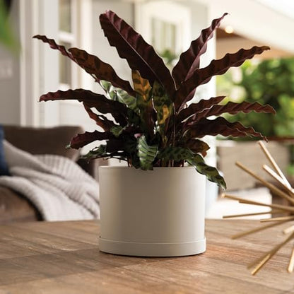 Bloem Mathers 6" Modern Plastic Planter with Saucer, Pebble Stone - color: Pebble Stone, size: 6"