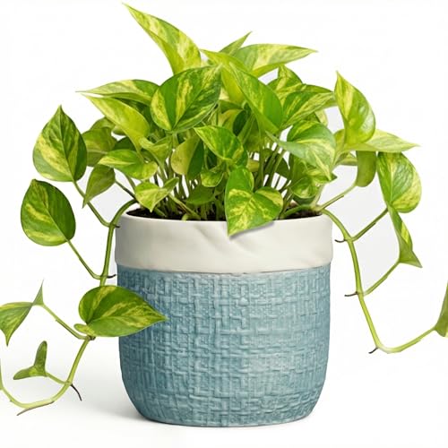 Ceramic Pots for Plants - 6 Inch Plant Pot for Indoor Succulent Plants, Round Planters with Drainage Hole, Decorative Flower Pots, Garden House Room Decor, Gardening Gifts for Women, Blue - color: Blue, size: 6 Inch