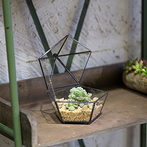 NCYP Small Glass Geometric Terrarium, Closed Jewel-Boxed Shape Container, Plant Succulent Planter Pot, Indoor Garden Decor, 5.3" x 5.3" x 4.5" (Terrarium Only)