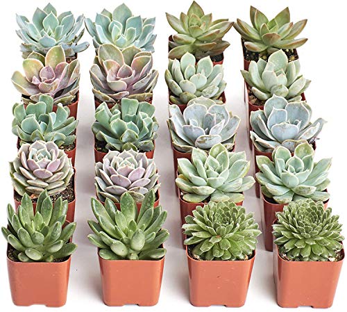 Shop Succulents Rosette Succulent Plant Pack Bulk Collection - Live Mini Succulent Plants, Low Maintenance, Floral Shaped Mix of Colors & Textures - Wedding and Party Favors, Gift & Garden, Pack of 20 - size: 20-Pack