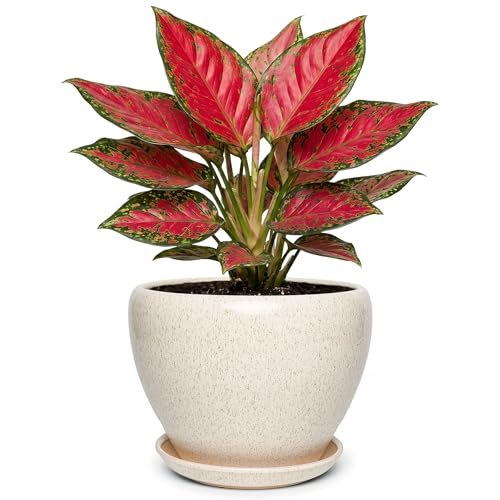 7.5 Inch Ceramic Plant Pot with Drainage Hole Mesh Net,Modern Gardening Pots for Indoor Plants with Saucer, Silk White - color: Silk White, size: 7.5 Inch