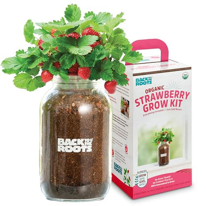 Back to The Roots Organic Strawberry Grow Kit — Grows Year Round, Includes Everything Needed for Planting - style: Strawberry