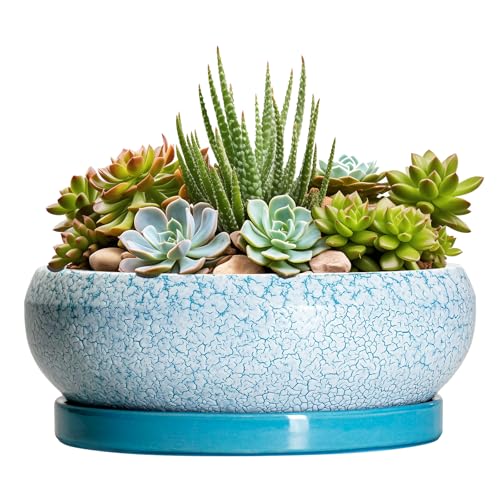 Succulent Pots 8 Inch - Ceramic Bonsai Pots with Drainage Hole and Saucer, Succulent Planters for Indoor Plants Outdoor, Round Shallow Planter Bowl, Porch Decor, Gardening Gifts, Blue - color: Blue-white, size: 8 Inch
