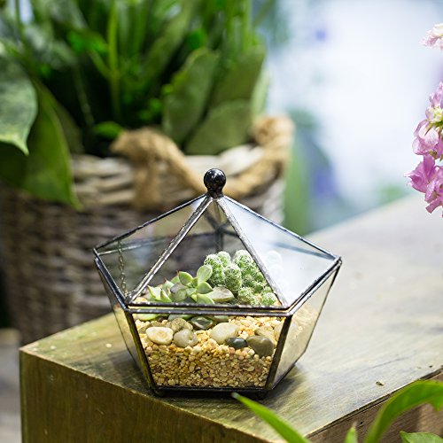 NCYP Small Glass Geometric Terrarium, Closed Jewel-Boxed Shape Container, Plant Succulent Planter Pot, Indoor Garden Decor, 5.3" x 5.3" x 4.5" (Terrarium Only)