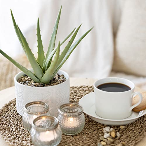 Kurrajong Farmhouse Artificial Plant in White Ceramic Pot | 10" high sage Green Faux Agave Plant | Fake Plant for Desk Decor | Artificial Agave for Home Decor | Artificial Succulent for Shelf Decor
