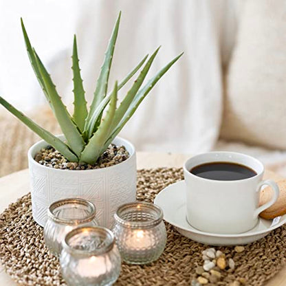 Kurrajong Farmhouse Artificial Plant in White Ceramic Pot | 10" high sage Green Faux Agave Plant | Fake Plant for Desk Decor | Artificial Agave for Home Decor | Artificial Succulent for Shelf Decor