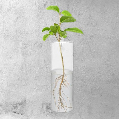 Amosfun Glass Hanging Planter Wall Vase Set, Large Cylindrical Hydroponic Glass Flower Vases with Crystal Mud and No-Trace Nails, Wall-Mount Terrarium for Indoor and Outdoor Plant Decor