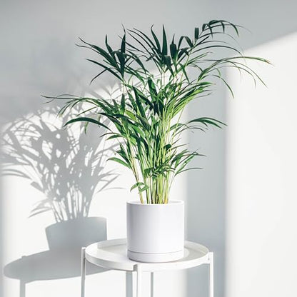 D'vine Dev 8.2 Inch Ceramic Planter Pot, White, 94-O-D-1 | Modern Cylinder Design, Drainage Hole & Saucer Included, Stable Structure, Elegant Home Accent - color: White, size: Medium