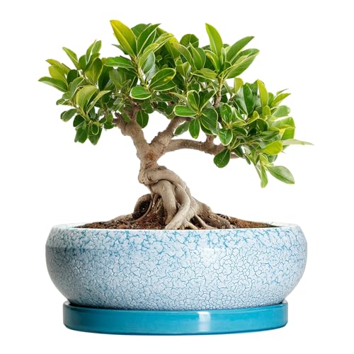 Bonsai Pots Small - 6 Inch Succulent Pots with Drainage Hole and Saucer, Succulent Planters for Indoor Outdoor, Shallow Plant Pot, Round Bonsai Planter, Office Decor, Plant Lover Gifts, Blue - color: Blue-white, size: 6 Inch