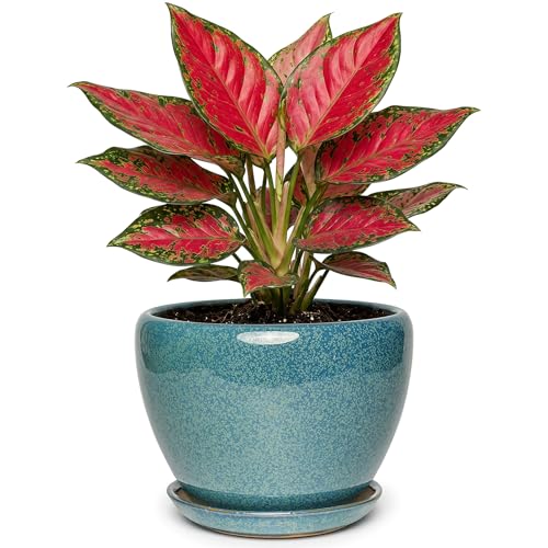 7.5 Inch Ceramic Plant Pot with Drainage Hole Mesh Net,Modern Gardening Pots for Indoor Plants with Saucer, Crackle Blue - color: Crackle Blue, size: 7.5 Inch