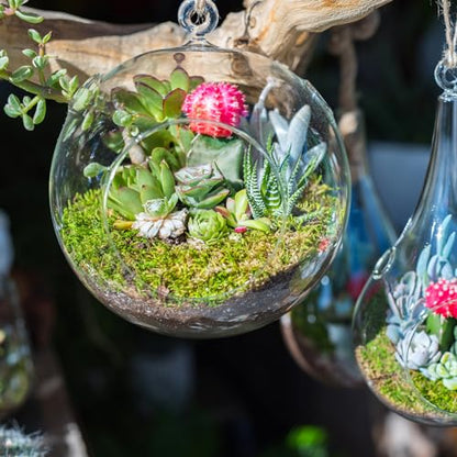 PATIKIL Round Globe Terrarium Air Plant Planter, 4.8 Inch High Borosilicate Glass Hanging Decorations for Succulent, Tillandsia, Clear - size: 4.8 Inch