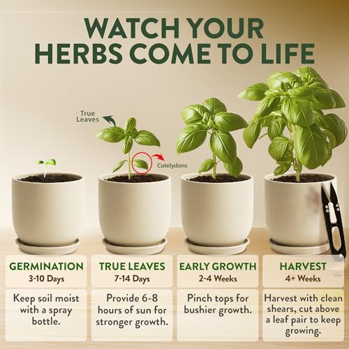 HOME GROWN Indoor Organic Herb Garden Kit, Unique Valentines Day Gift for Adults, Men, & Women,Grow 4 Herb Seeds for Kitchen Window Garden,Beginner DIY Hobby Gardening for Plant Lovers, Mom & Dad - style: Starter Organic Grow Herb Kit