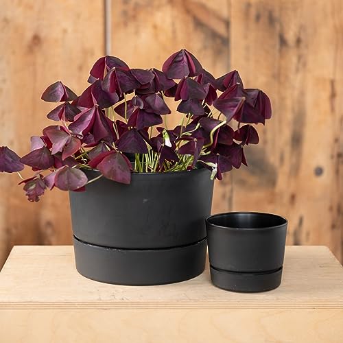 Root & Vessel Majestic Mid-Century Modern Low Profile Cylinder Pot, Matte Black, 10.5" - color: Matte Black, size: 10.5-Inch