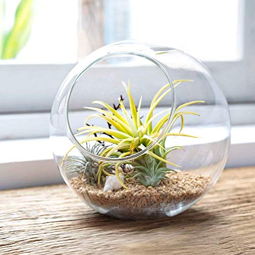 Mkono Plant Terrarium Display Glass Tabletop Succulent Air Plant Planter Globe Microlandschaft House, M | Succulent Holder, Oblique Mouth Opening, DIY Airplant Display, Multi-Purpose, Home Balcony Office Decor, Plant Lover Gift