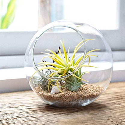 Mkono Plant Terrarium Display Glass Tabletop Succulent Air Plant Planter Globe Microlandschaft House, M | Succulent Holder, Oblique Mouth Opening, DIY Airplant Display, Multi-Purpose, Home Balcony Office Decor, Plant Lover Gift