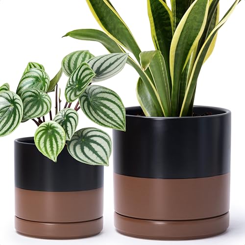 D'vine Dev 2-Pack Ceramic Pots with Saucers, 6/8 in, Black/Tan, 94-G-M-7 | Glazed Ceramic, Drainage Hole, Perfect-Fit Saucer, Sleek Cylinder Shape, High Temperature Fired, Elegant Home Accent - color: Black/Speckled Tan, size: Medium