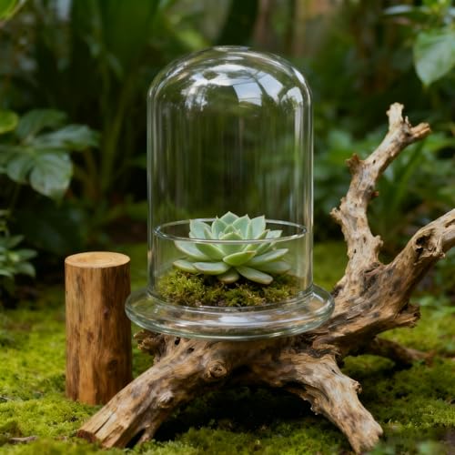 2 Pcs 5.9 x 8.46 Inch Glass Terrarium with Airhole and Base Clear Glass Dome Planter Display Container Plants Not Included for Office Desk, Balcony, Coffee Table