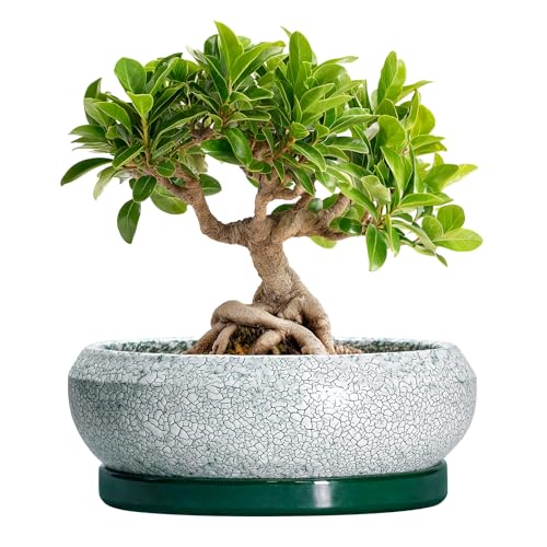 Bonsai Tree Pots - 8 Inch Ceramic Succulent Pot with Drainage Hole and Tray, Bonsai Pots, Shallow Planters for Indoor Outdoor, Round Planter Bowl, House Decor, Gifts for Plant Lovers, Green - color: Blackish Green-white, size: 8 Inch