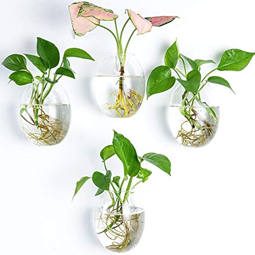Kingbuy Egg Shaped for Propagating Hydroponic Plants 4 Pack Wall Planter | Borosilicate glass, clear & durable. Egg-shaped wall-mounted vases. Ideal for hydroponics, air plants, cuttings. Great gift. - color: Ellipse Shape