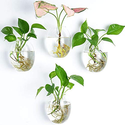Kingbuy Egg Shaped for Propagating Hydroponic Plants 4 Pack Wall Planter | Borosilicate glass, clear & durable. Egg-shaped wall-mounted vases. Ideal for hydroponics, air plants, cuttings. Great gift. - color: Ellipse Shape