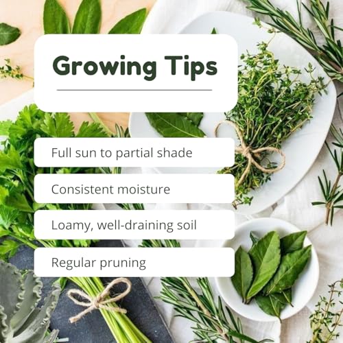 3 Assorted Herb Live Plants, Herb Plants, 4-7 Inch Tall | Moderate Watering, Full Sun, Partial Shade, Well-Drained Soil, Assorted Herb Varieties, Kitchen Garden, Patio Containers