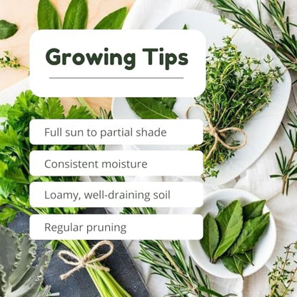 3 Assorted Herb Live Plants, Herb Plants, 4-7 Inch Tall | Moderate Watering, Full Sun, Partial Shade, Well-Drained Soil, Assorted Herb Varieties, Kitchen Garden, Patio Containers