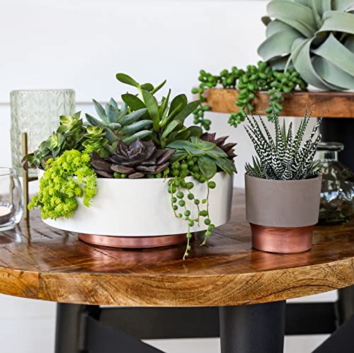 The HC Companies 6 Inch Round Plastic Succulent Capri Bowl 6"x6"x2.25" in Artisan Taupe with Copper Bottom Color - color: Artisan Taupe, size: 6"