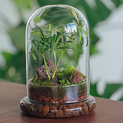 NCYP Glass Cloche Dome with Air Hole and Base, 5.9 x 5.9 x 8.2 Inches, Clear Terrarium Planter for Venus Flytrap, Small Plants, Home Indoor Tabletop Decoration (No Plants) - size: 5.9x5.9x8.2inches
