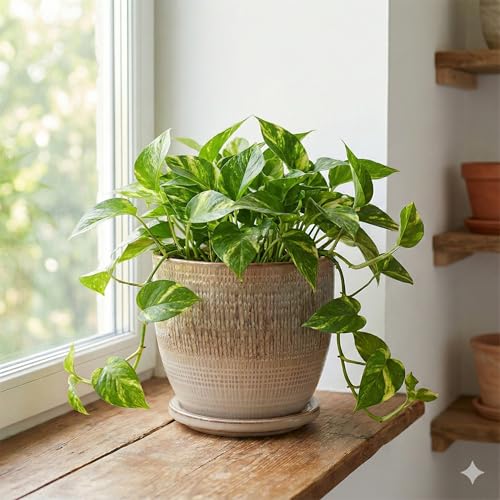 Aspen & Fig Brown 8 Inch Indoor Ceramic Plant Pot with an Attached Saucer and Drainage Hole for House Plants, Herbs, Flowers, Succulent, Snake Plants, Gifts for Mom, Standard Pot