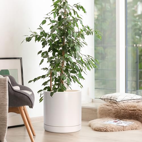 D'vine Dev 10 Inch Ceramic Planter Pot, Oatmeal, 94-O-E-8 | Modern Cylinder Design, Drainage Hole & Saucer Included, Stable Structure, Elegant Home Accent - color: Oatmeal, size: Large