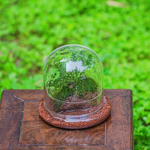 Small Glass Cloche Dome with Base for Mini Carnivorous Plants | 5.9 x 5.9 x 5.7 Inch Clear Glass Cloche Bell Jar - Home Tabletop Display Terrarium, Indoor Decorative (No Plants Included)