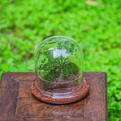 Small Glass Cloche Dome with Base for Mini Carnivorous Plants | 5.9 x 5.9 x 5.7 Inch Clear Glass Cloche Bell Jar - Home Tabletop Display Terrarium, Indoor Decorative (No Plants Included)