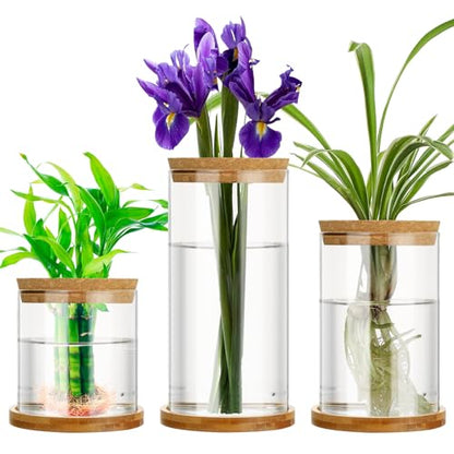 3 Pcs 3 Sizes Plant Propagation Station Separated Glass Plant Terrarium Water Hydroponic Planter Holder with Lid and Wooden Stand Propagation Vase Pot for Home Indoor Office(Common Sizes) - size: Common Sizes