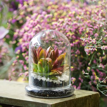 NCYP Small Clear Decorative Glass Terrarium Cloche with Air Hole - 4.7 x 4.7 x 6.3 Inches Glass Dome with Base for Miniature Carnivorous Plants (No Plants Included) - size: 4.7x4.7x6.3inches