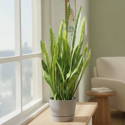 Root & Vessel Majestic Mid-Century Modern Low Profile Cylinder Pot, Matte Gray, 4.5" - color: Matte Gray, size: 4.5-Inch