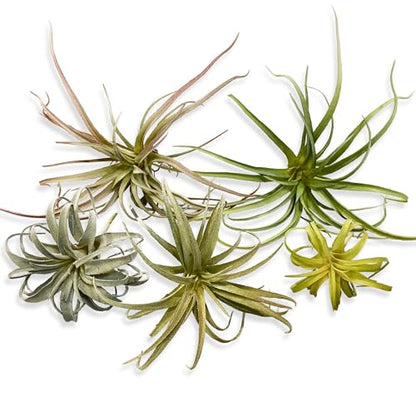 Casktcom® Large Green Real Touch Faux Air Plants, Lifelike Fake Tillandsia Pick, Artificial Air Plants for DIY Garden Wedding Home Decor — No Care Needed 5 pcs - size: Mix Size