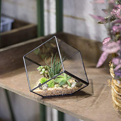 NCYP Small 3.93 Inches Geometric Glass Terrarium Box, Inclined Cube Clear Decorative Planter, Tabletop Air Plant Holder, Succulent Display Flower Pot, Black Centerpiece (No Plants, No Lid)