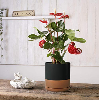 D'vine Dev 2-Pack Ceramic Pots with Saucers, 8/10 in, Black/Tan, 94-G-L-7 | Glazed Ceramic, Drainage Hole, Perfect-Fit Saucer, Sleek Cylinder Shape, High Temperature Fired, Elegant Home Accent - color: Black/Speckled Tan, size: Large