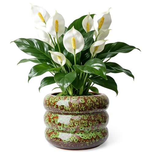 Ceramic 6 inch Plant Pot - Planter for Indoor Plants with Drainage Hole | Flower Pot for Orchid, Succulent,Outdoor Plants, Modern Glaze Planters for Home Office Decor Gift - color: Green-s