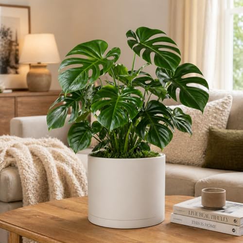 Giraffe Creation 10 Inch Cylinder Plant Pot, Modern Round Planter with Drainage Holes and Saucer, Lightweight Plastic Flower Pot for Indoor Outdoor Plants, White - color: White 10 Inch